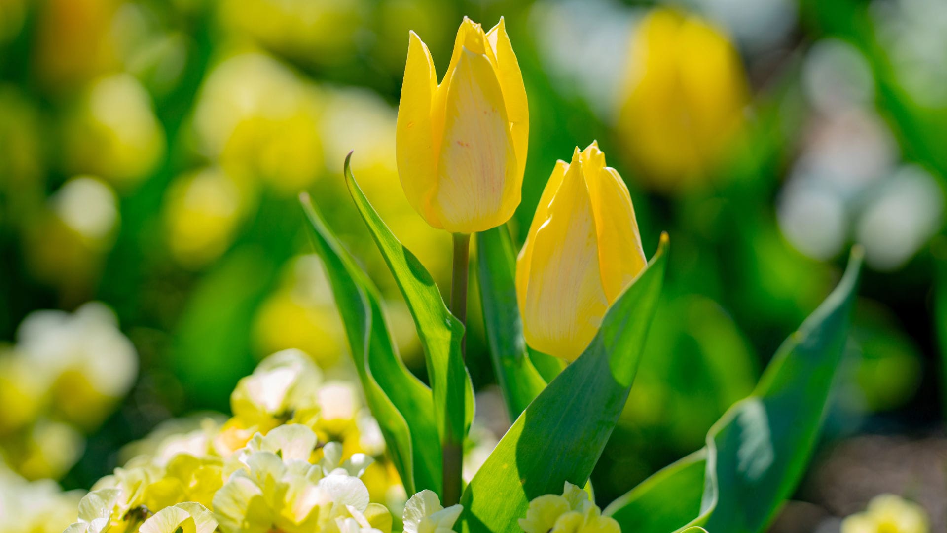 Spring Into Action: Expert Home Maintenance Tips for the New Season